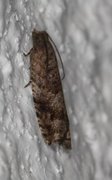 Holly Tortrix (Rhopobota naevana)