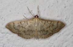 Mother of Pearl (Patania ruralis)