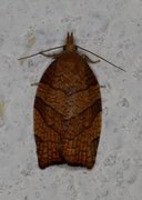 Chequered Fruit-tree Tortrix (Pandemis corylana)