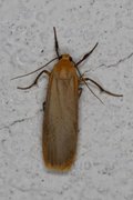 Buff Footman (Eilema depressa)