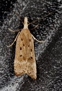 Scotch Crest (Dichomeris juniperella)