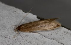 Bulrush Cosmet (Limnaecia phragmitella)
