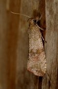 Barred Marble (Celypha striana)