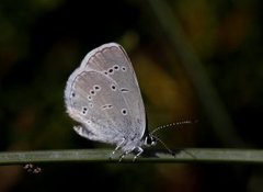 Small Blue (Cupido minimus)