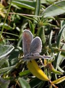 Small Blue (Cupido minimus)