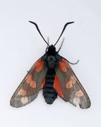 Six-spot Burnet (Zygaena filipendulae)