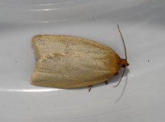 Timothy Tortrix (Zelotherses paleana)