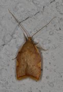 Long-horned Flat-body (Carcina quercana)