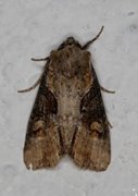 Double Lobed (Lateroligia ophiogramma)