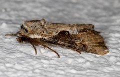 Double Lobed (Lateroligia ophiogramma)
