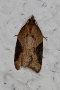 Buskflatvikler (Acleris laterana)