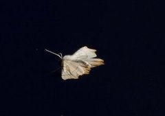 August Thorn (Ennomos quercinaria)