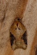 Buskflatvikler (Acleris laterana)