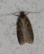 Sallow Flat-body (Agonopterix conterminella)