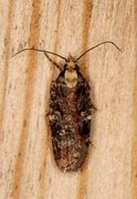 Large Purple Flat-body (Agonopterix liturosa)