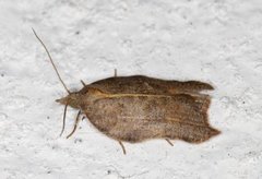 Konkavflatvikler (Acleris emargana)