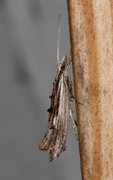 Ypsolopha scabrella