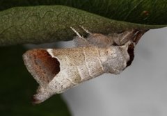 Rødflekkstjertspinner (Clostera curtula)