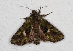 Orache Moth (Trachea atriplicis)