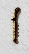 Psikveldfly (Acronicta psi)