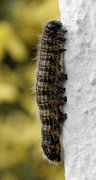 Buff-tip (Phalera bucephala)