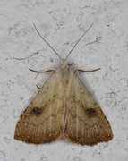 Gult nebbfly (Rivula sericealis)