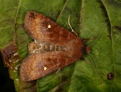 Bølgefly (Eupsilia transversa)