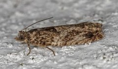 Raklekveldvikler (Epinotia nisella)