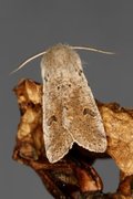 Lite seljefly (Orthosia cruda)