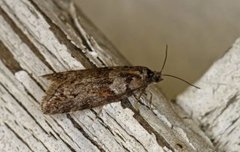 Winter Shade (Tortricodes alternella)