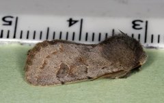 Lead-coloured Drab (Orthosia populeti)