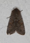 Lead-coloured Drab (Orthosia populeti)