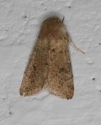 Lite seljefly (Orthosia cruda)