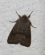 Lead-coloured Drab (Orthosia populeti)