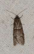 Winter Shade (Tortricodes alternella)