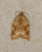 Bjørkeflatvikler (Acleris notana)