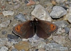 Dewy Ringlet (Erebia pandrose)