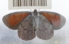 Dewy Ringlet (Erebia pandrose)