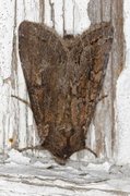 Pale Shining Brown (Polia bombycina)