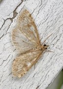 Olive Pearl (Udea olivalis)