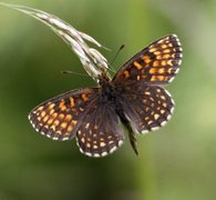 False-heath Fritillary (Melitaea diamina)