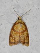 Yellow Rose Button (Acleris bergmanniana)