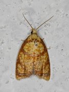 Roseflatvikler (Acleris bergmanniana)