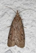 Bee Moth (Aphomia sociella)
