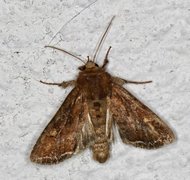 Bright-line Brown-eye (Lacanobia oleracea)