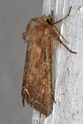 Bright-line Brown-eye (Lacanobia oleracea)