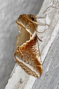 Buff Arches (Habrosyne pyritoides)