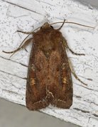 Bright-line Brown-eye (Lacanobia oleracea)