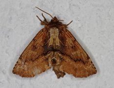 Coxcomb Prominent (Ptilodon capucina)
