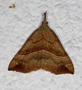 Snout (Hypena proboscidalis)